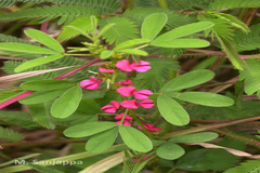 Indigofera trifoliata